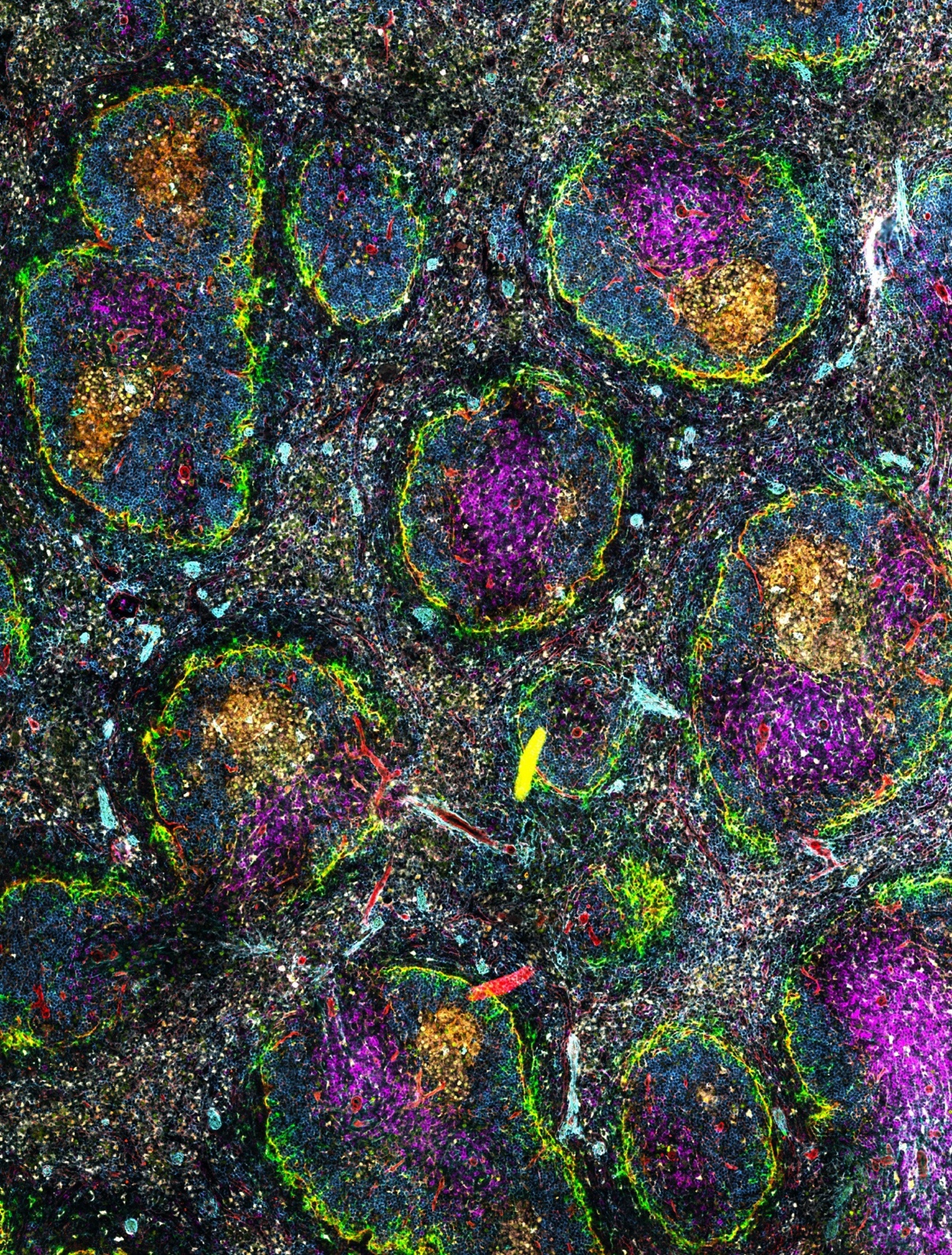 Multiplexed spatial proteomics image of a mouse germinal centre