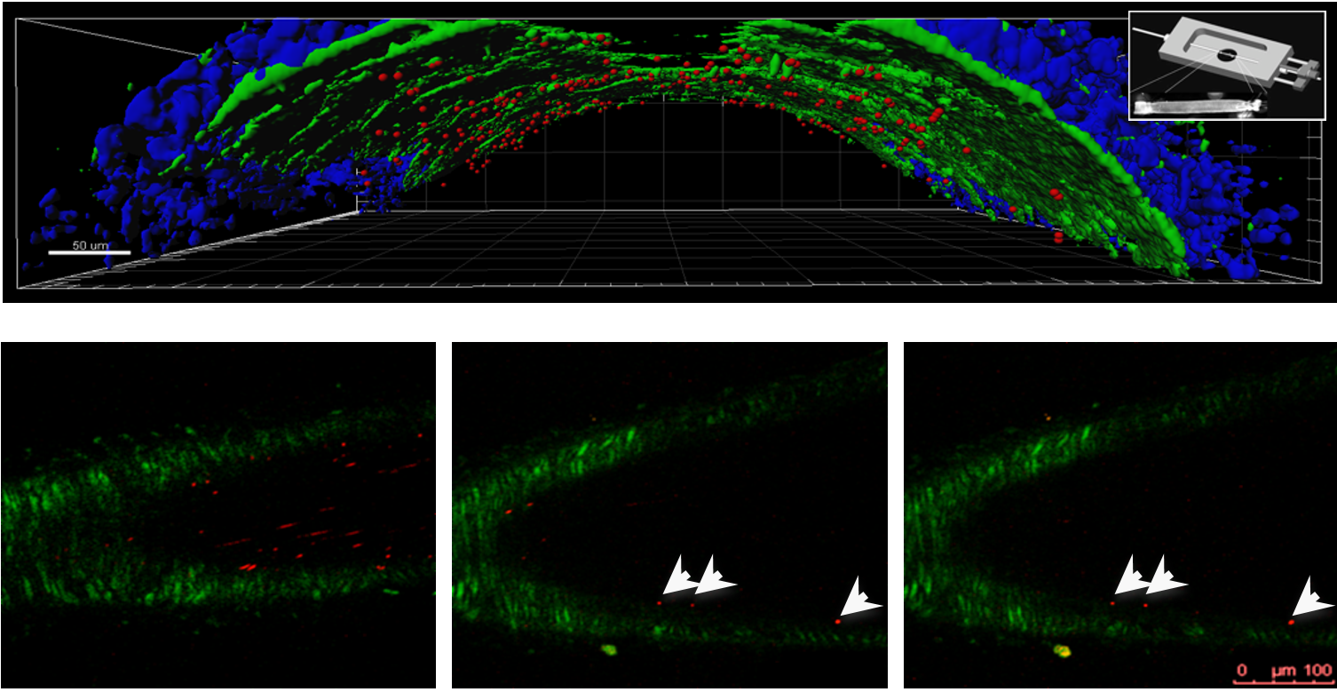 two_photon_microscopy two_photon_microscopy