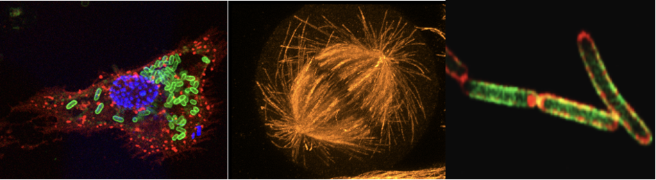 PPBI_Image PPBI_Image